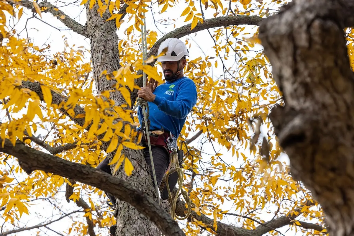 Skilled Tree Pruning crew working in Sherwood
